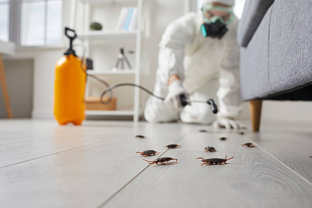 Post-Treatment Bed Bug Interceptor Monitoring in Cleary